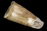 Fossil Crocodilian (Goniopholid) Tooth - Texas #88759-1